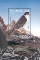 Peregrine Falcon (Falco peregrinus)
